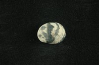 藏品(花斑蜑螺 )的圖片